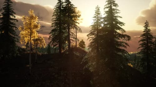Sunlight in Forest at Sunset