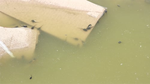 Tiere aus schmutzigem Wasser