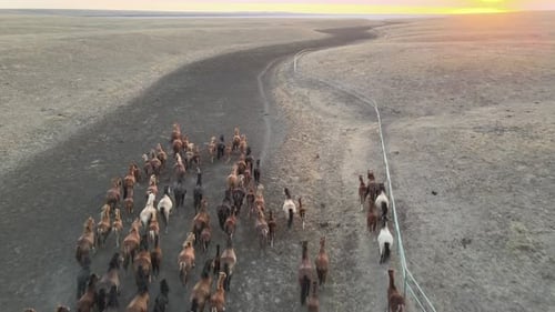 Wild Horses Running