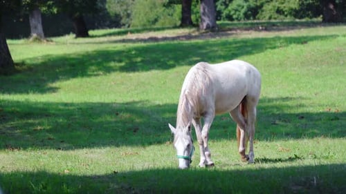 Pferd