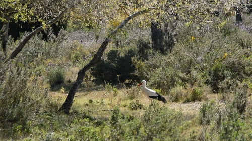 Storch im Reservat