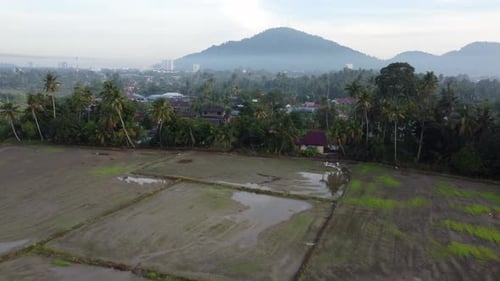 Aerial view fly toward paddy field