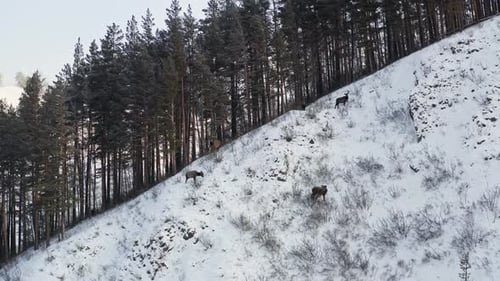 Aerial View of a Herd of Wild Marals Grazing Standing on the Edge of a Forest on a Mountain Range in