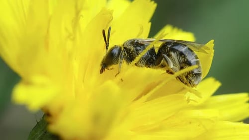 Bee on Bright Yellow Flower Close Up