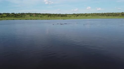 Un grand groupe d'hippopotames dans l'eau, regardant à la surface, Namibie