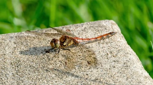 Close Up of Common Darter Dragonfly Sympetrum Striolatum in County Donegal Ireland