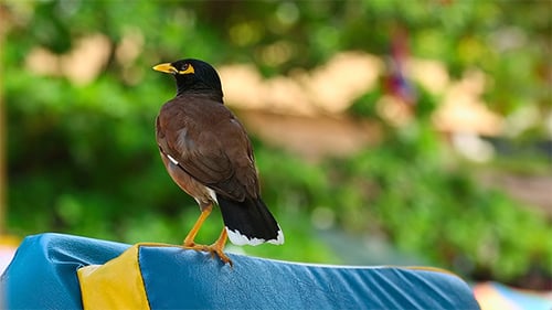 Common Myna