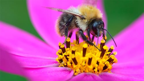 Bee at Work