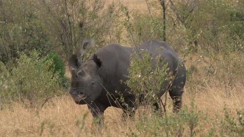 Rhinoceros in Maasai Mara National Reserve
