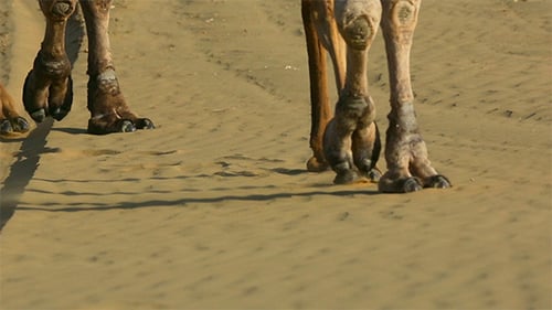 Camels Walking in the Desert