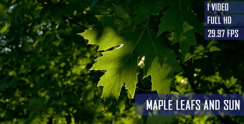 Sunlight Through Green Leaves in a Forest
