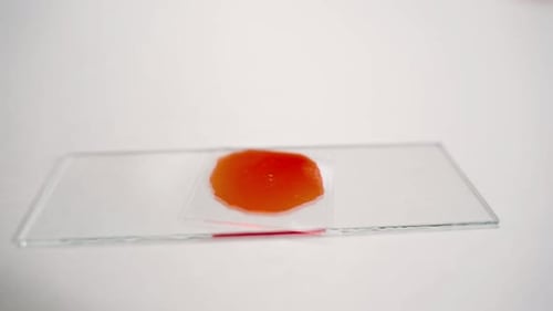 A Closeup of a Red Blood Drop Dropping From a Pipette Onto Laboratory Slide Glasses for Testing