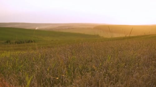 Close up of ripe yellow wheat ears swaying gently on agricultural farm field at sunset.