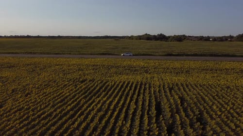 Sunflower Field With Car Driving By Aerial View