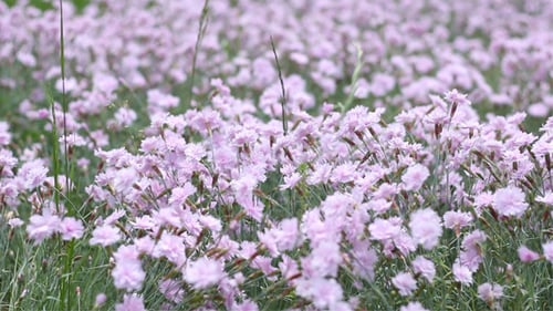 Pink Puffy Tiny Flowers