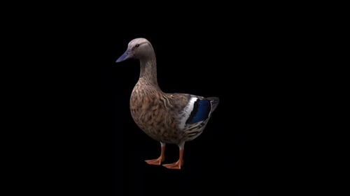 Female Duck İdle View From Front Side