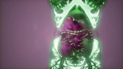 3D Medical Scan of Human Anatomy with Glowing Internal Organs