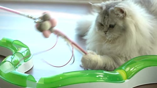 White Cat Plays with String Toy Indoors