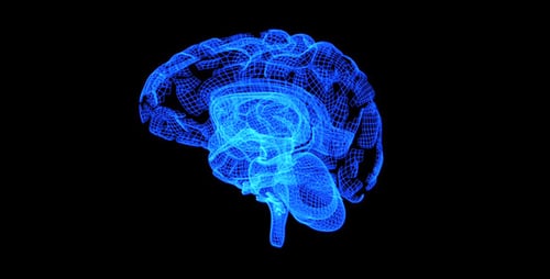 Futuristic Digital Wireframe Brain Formation and Rotation