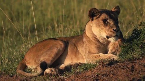 Ein weiblicher Löwe ruht auf der Wiese in Kenia, Afrika - Nahaufnahme