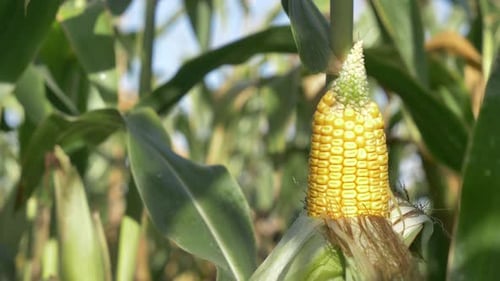 Closeup view on ready yellow corn on a field.