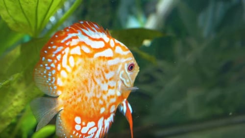 Colored Fish Swims in the Aquarium