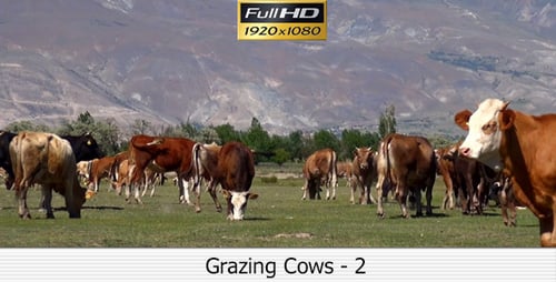 Cattle Herd Grazing on Mountain Meadow