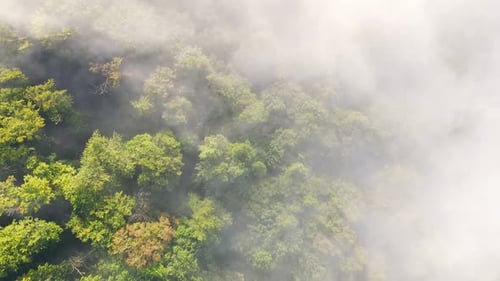 Morning Fabulous Fog That Covers the Mountains. Aerial Top View of Green Trees
