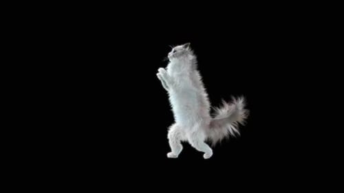 Katze Walking HD
