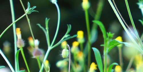 Field of Greenery with Yellow Flowers in Daylight