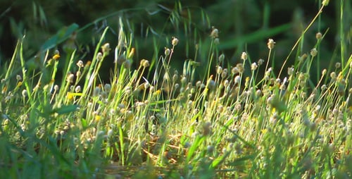 Grassy Meadow Swaying in the Sunlight