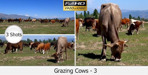 Cows Grazing Peacefully in Green Rural Pasture