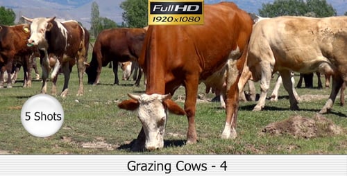 Cows Grazing Peacefully in Mountain Pasture