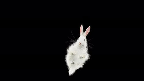 Adorable Fluffy White Rabbit Running and Jumping Animation
