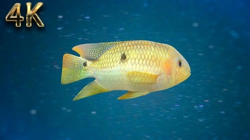 Fish V09 - 4K