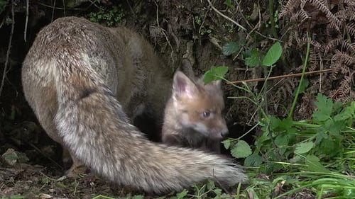 Fox and Cub Near Den in Nature