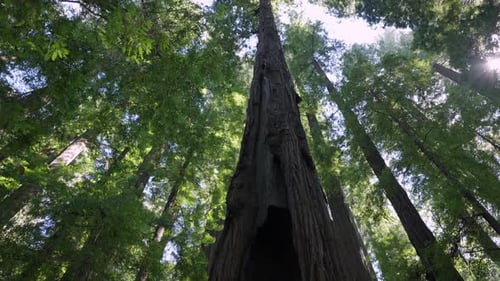 Big Redwood Tree