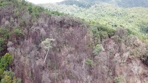 Leafless tree branches in jungle