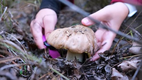 Mushroom picker in the forest cuts mushrooms with a knife