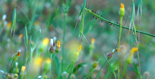 Wildflowers and Green Grass in a Rural Meadow