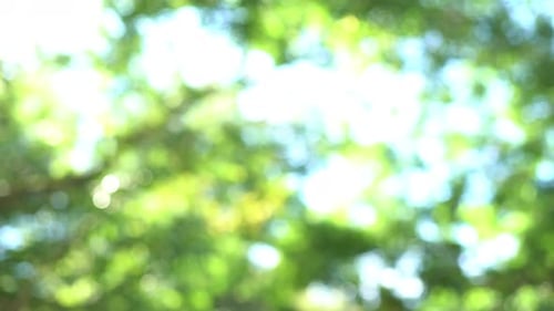 Sunlight Streams Through Green Tree Branches in Nature