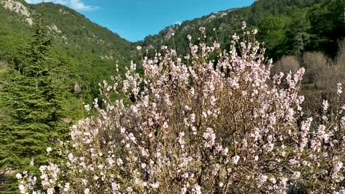 Mendal Spring Garden Aerial View