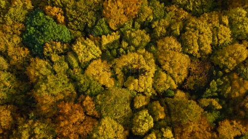 View From the Height on a Bright Yellow Autumn Forest