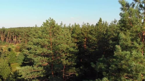 Pine Forest, Aerial View with Drone. Top View in Pine Wood Park on Forest Trees.