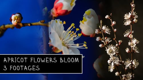 Flowers Blooming Apricot Tree