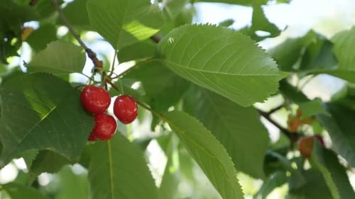 Des cerises rouges fraîches sur des branches d'arbres en gros plan 4K 2160p 30 images par seconde en UltraHD - Orchard of Prunus av