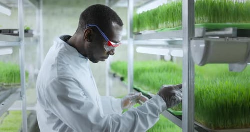 Scientist Cultivating Greenery in Vertical Farm Research Lab