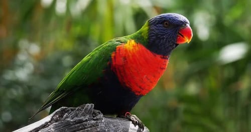 Regenbogen-Lorikeet, Trichoglossus haematodus moluccanus, Erwachsener stehend auf Ast, Echtzeit 4K