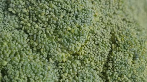 Detailed Close Up of Fresh Green Broccoli Head