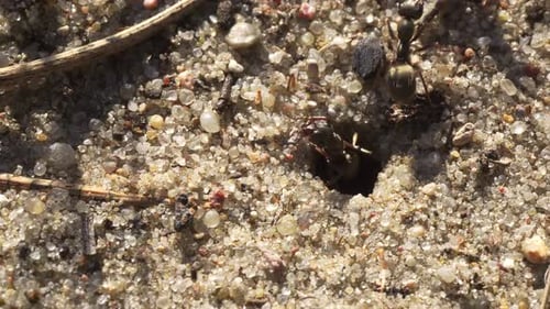 Des fourmis noires marchent sur le sable autour de leur fourmilière